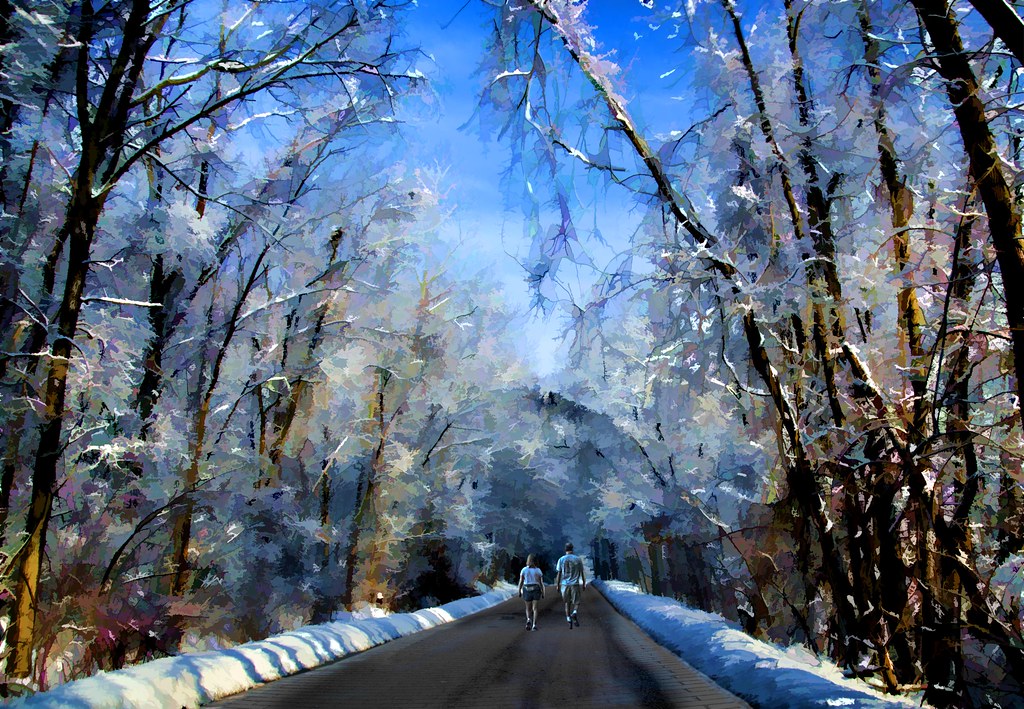 A snowy forest.