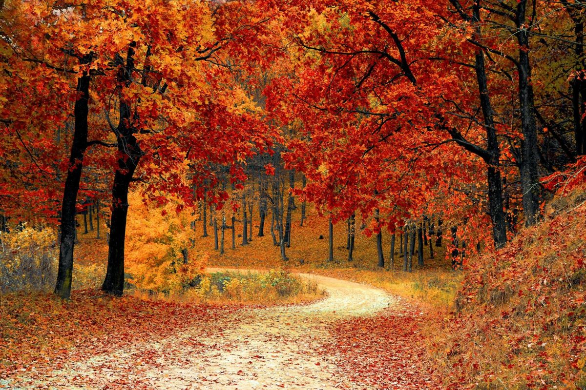 Fall Movie Review